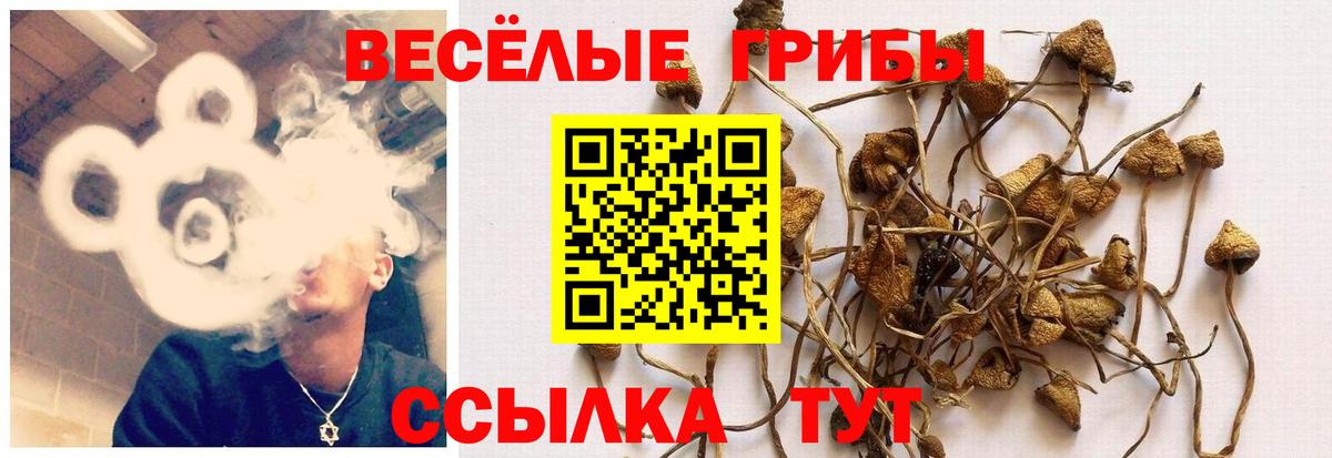 Кизилюрт  Галлюциногенные грибы прущие грибы  Вход с VPN 